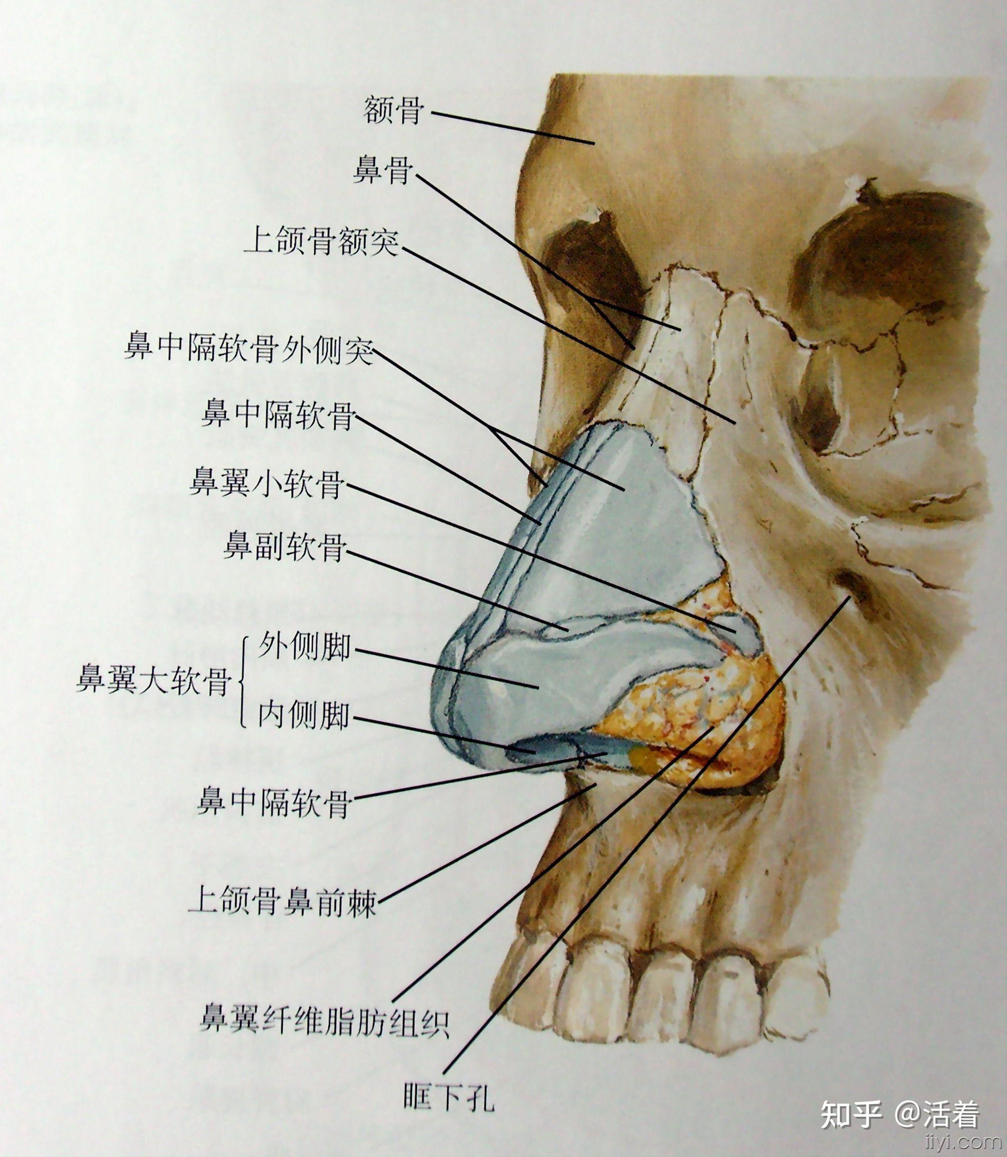 鼻子的外部结构图图片