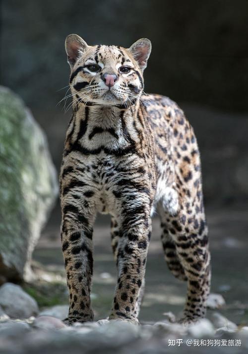 盘点3种“最凶悍”的猫和3种“最温顺”的猫,你养对了吗?