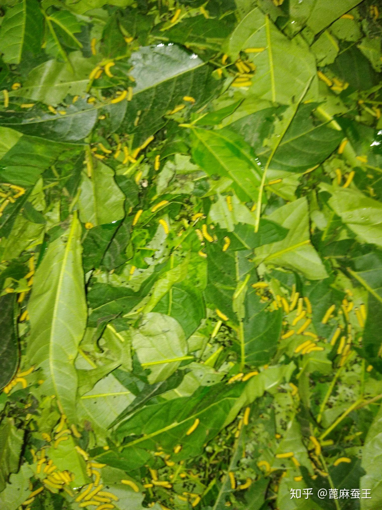 蓖麻蚕一生