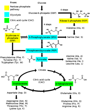 科普 关于cancer Metabolism Bcaa 篇 知乎