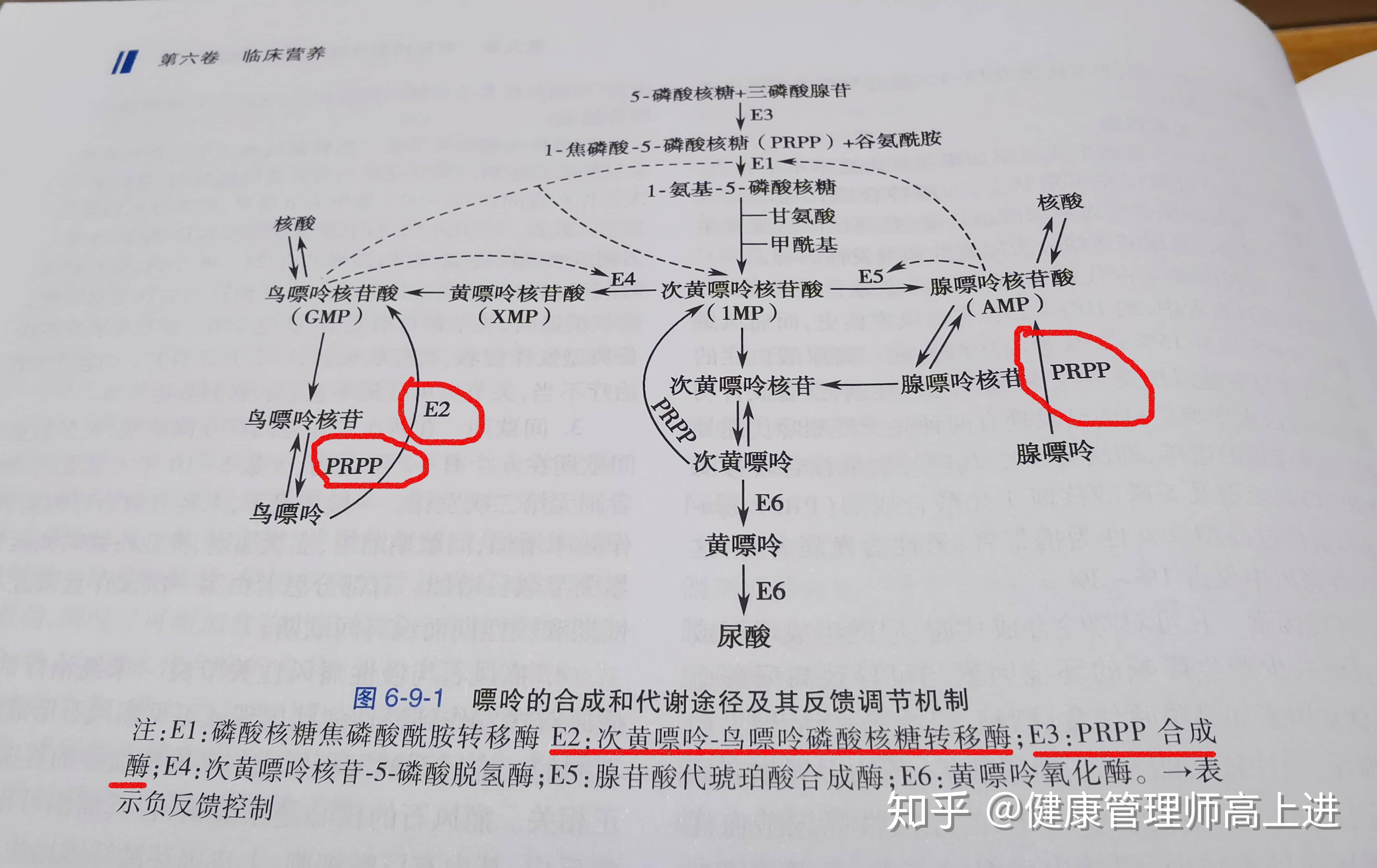 嘌呤尿酸高尿酸血癥痛風有什麼區別如何從營養學方面管理高尿酸或痛風