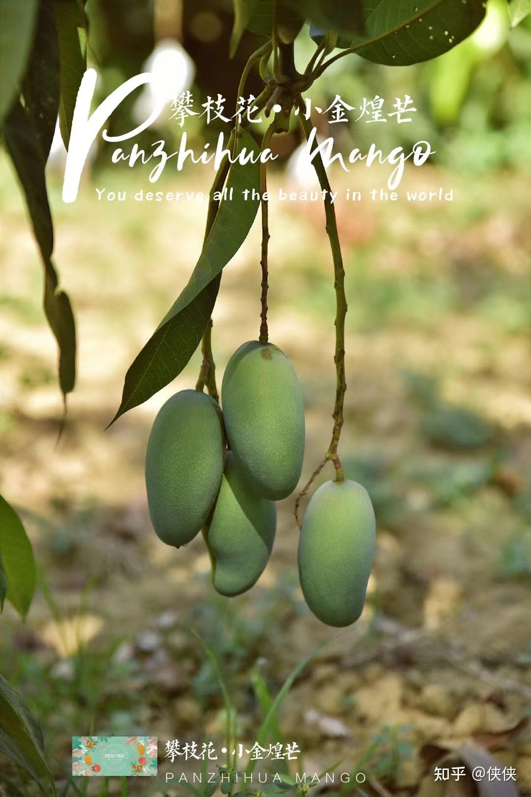 ⑥月芒攀枝花小金煌蜜芒