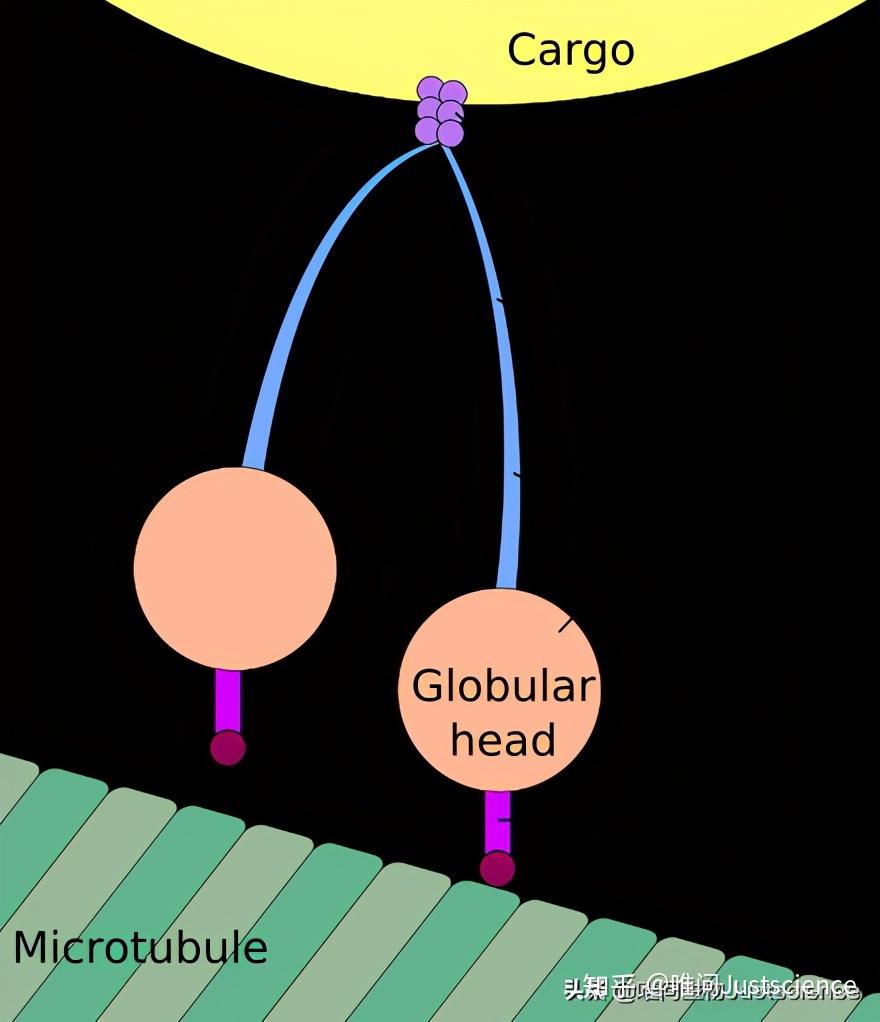 马达蛋白motorprotein