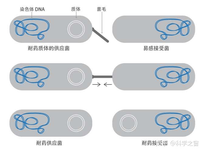 3 抗生素的灭活细菌分泌的酶能分解(代谢)抗生素.