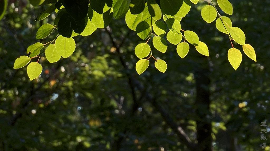 植物百科之连香树科