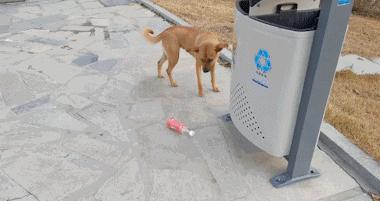 除了中华田园犬 中国还有哪些世界名犬 知乎