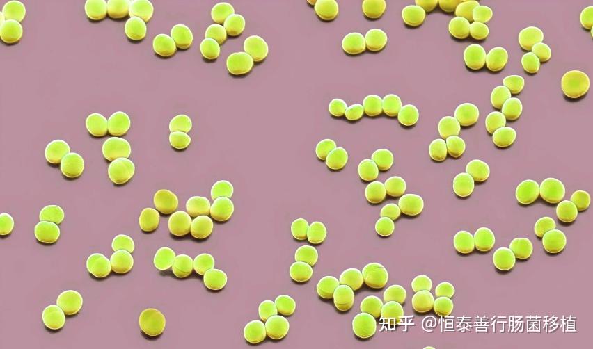 表皮葡萄球菌(Staphylococcus epidermidis) - 知乎