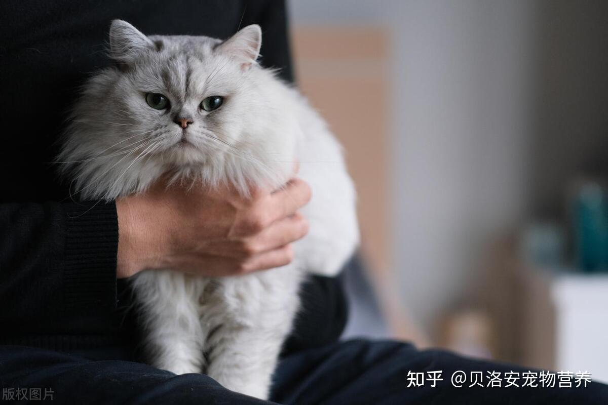 掌握正确的抱猫姿势,让你和猫咪更亲近! - 知乎