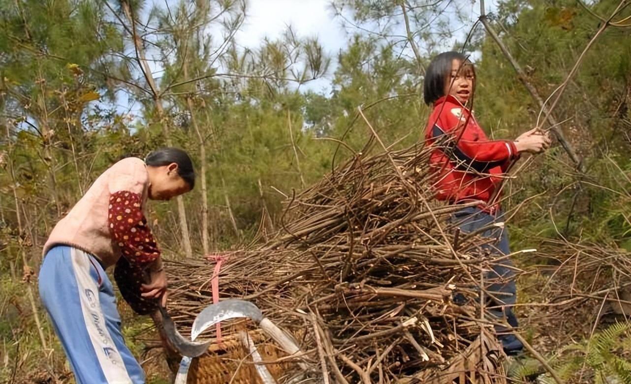 80年代家家烧柴,山上都砍光了,去挖树根,去捡树枝,还去偷柴 - 知乎