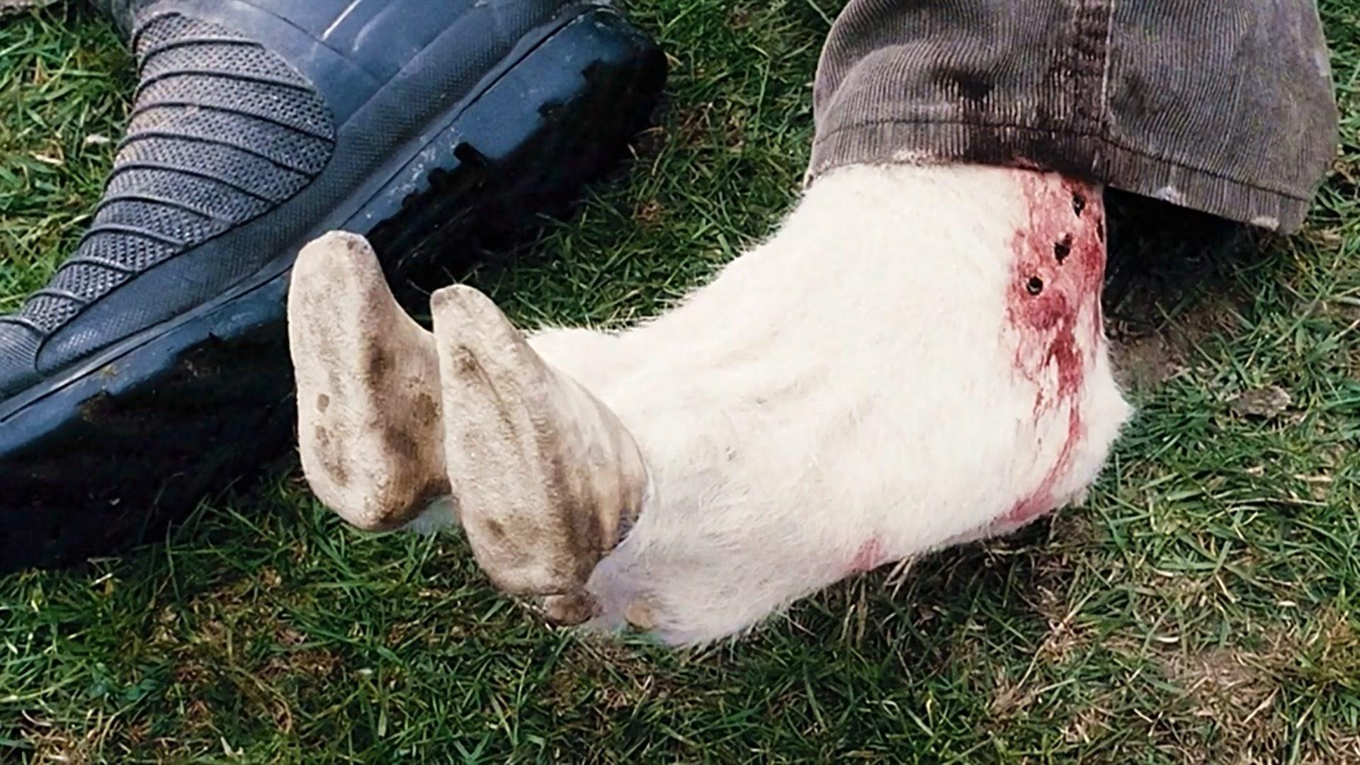 不吃草改吃肉绵羊感染集体变异摇身一变成为了嗜血狂魔科幻片