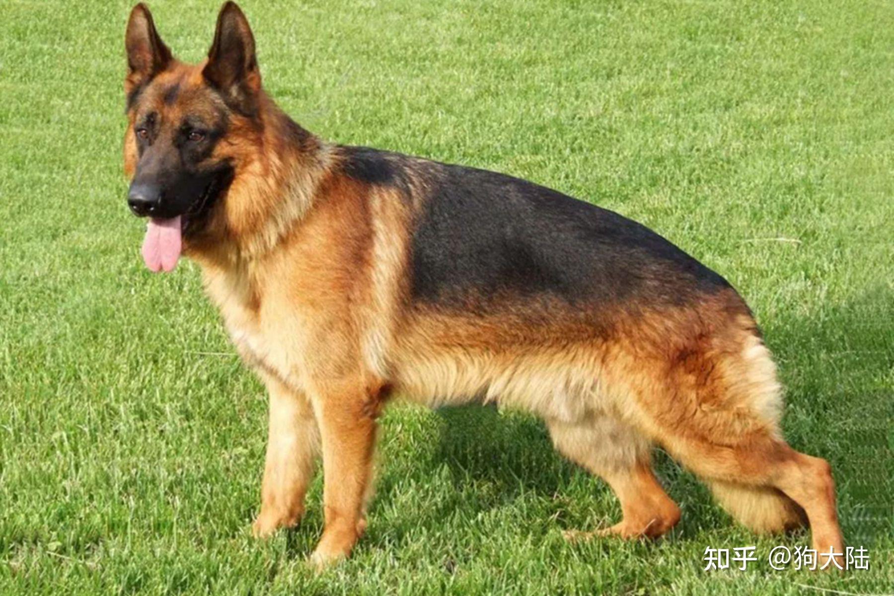 五颗星德牧犬智商排名第三,在狗界是很聪明的狗狗,而且作为缉毒犬