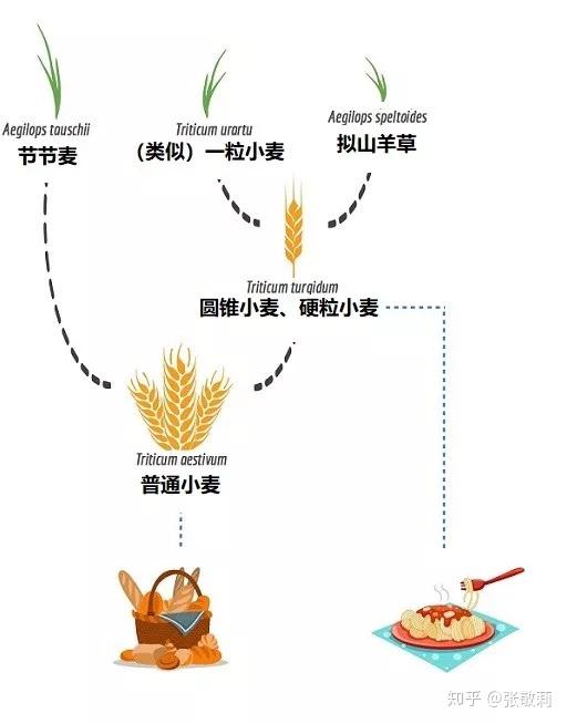 小麦幼穗分化图片