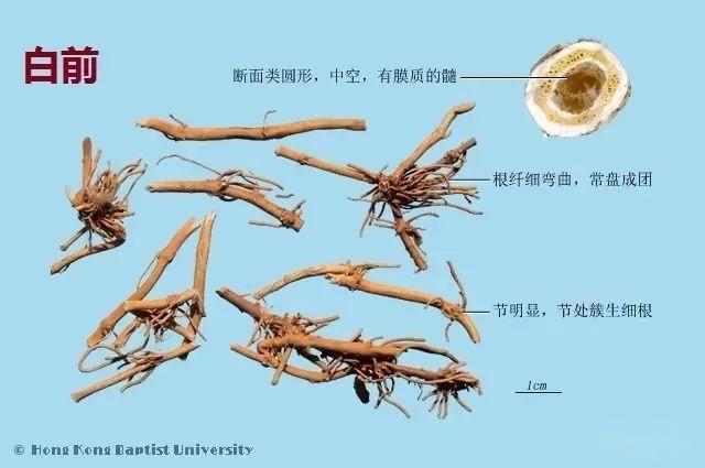 223种中药的鉴别图谱(彩图注释) - 知乎