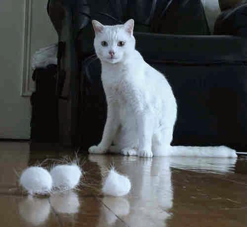 家里猫呕吐怎么办?