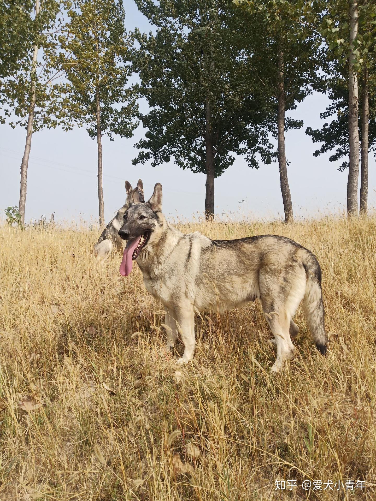 我家的老版狼青犬,小时候的经典犬种 - 知乎