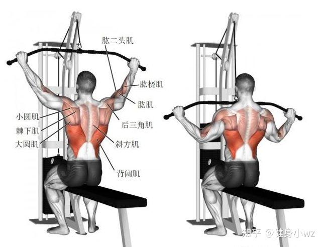 无器械背阔肌锻炼方法图片