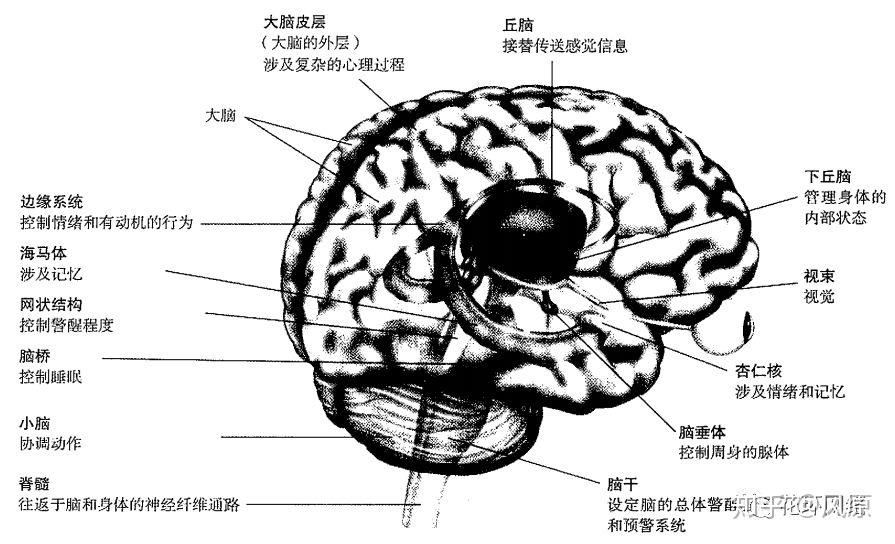 5,大脑的功能划分