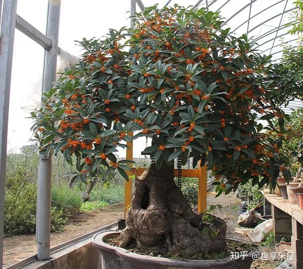 细菌最怕这种花养1盆杀菌消毒空气清新少生病