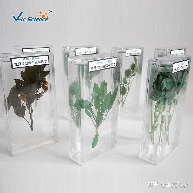 植物原色浸制标本怎么进行处理 - 知乎