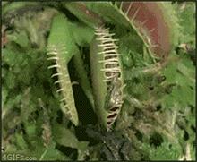 食人植物 光活着就老费劲了 吃人我还怕消化不良 知乎