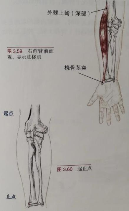 肱骨外上髁炎位置图图片