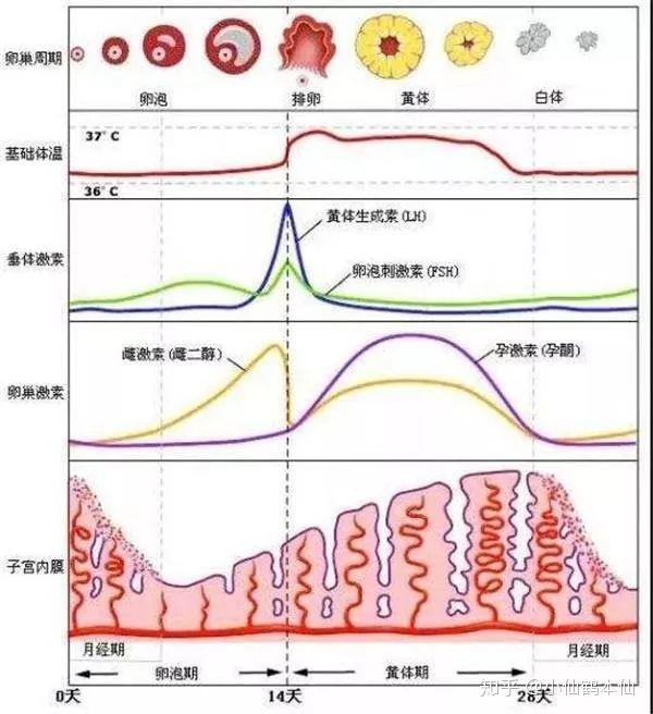 女生来大姨妈之前容易发脾气,是正常现象还是娇气做作? - 知乎