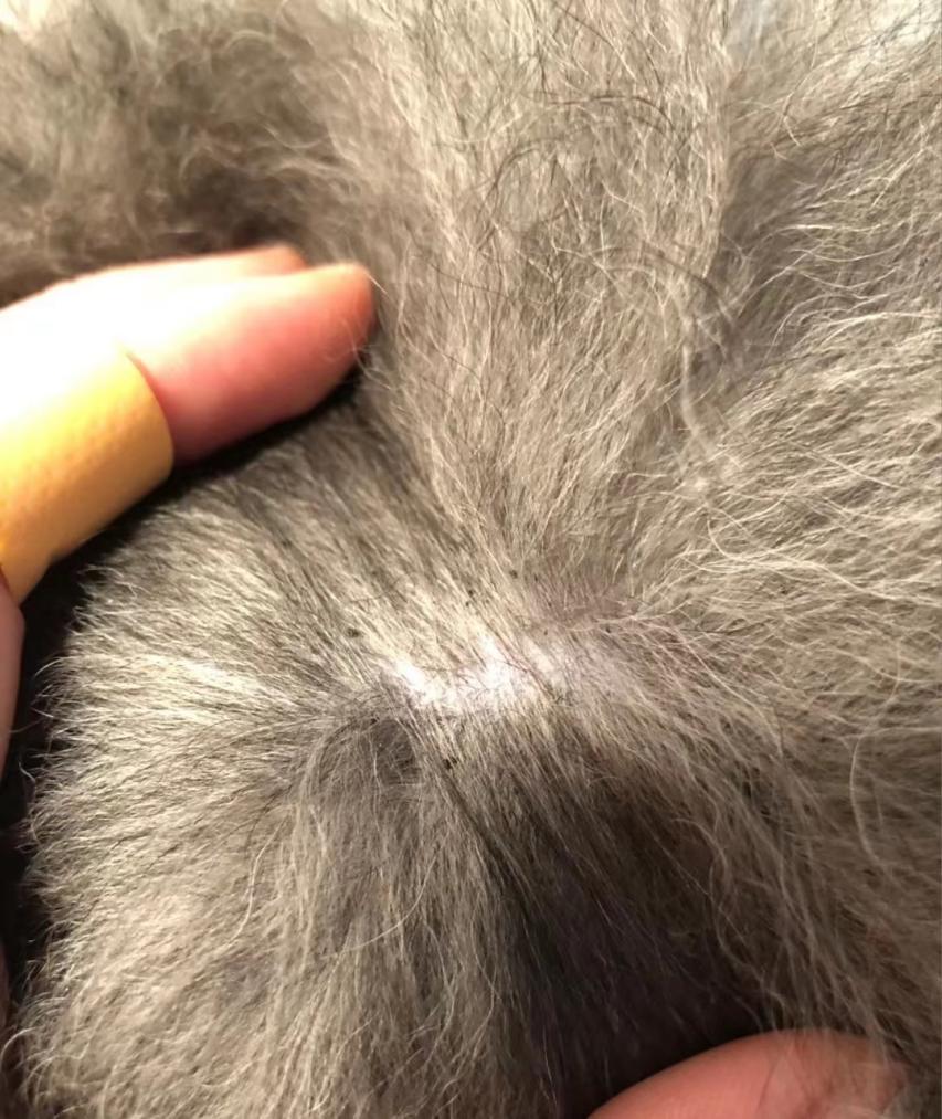 身上最常见的体外寄生虫之一,它会寄生在狗狗的体表,尤其是犬只的腹部
