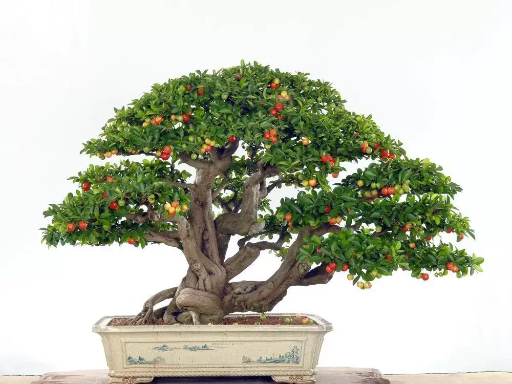 樱桃好吃树难栽盆景也能制作来