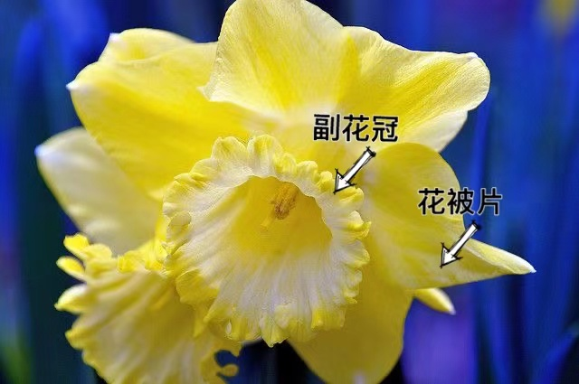 水仙花结构图解图片
