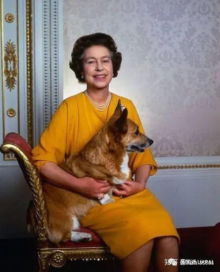 能让英国女王钟情八十多年的小短腿柯基犬究竟是何方神犬