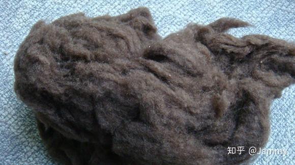 来自喜马拉雅高原的牦牛毛yak