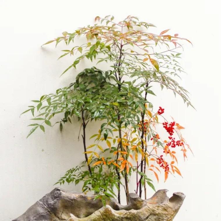 100种观叶植物 | No.22 南天竹养护攻略 - 知乎