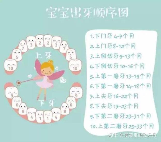 的时间和顺序,需要的朋友可以收藏起来:至于长牙的顺序就更不用操心了