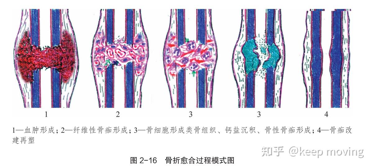骨组织结构、骨折愈合过程及鼠兔骨折模型 - 知乎