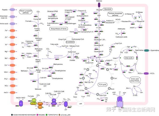 华东师大科研团队首次发现位于原奇古菌门中的一类新型甲烷古菌 - 知乎