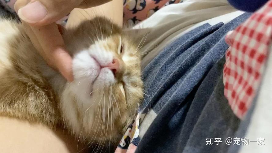 其实你摸猫猫的“下巴”,它是这样想的