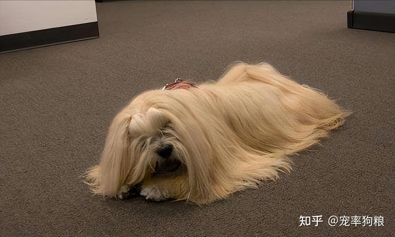 拉萨狮子犬是什么狗?