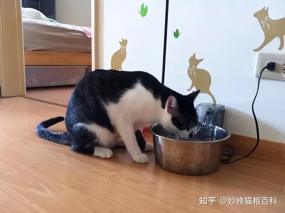 猫咪在“冬天”，最想告诉铲屎官的7件事 - 知乎