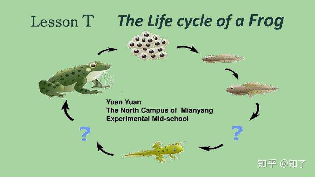 从青蛙的繁殖过程看物种的进化