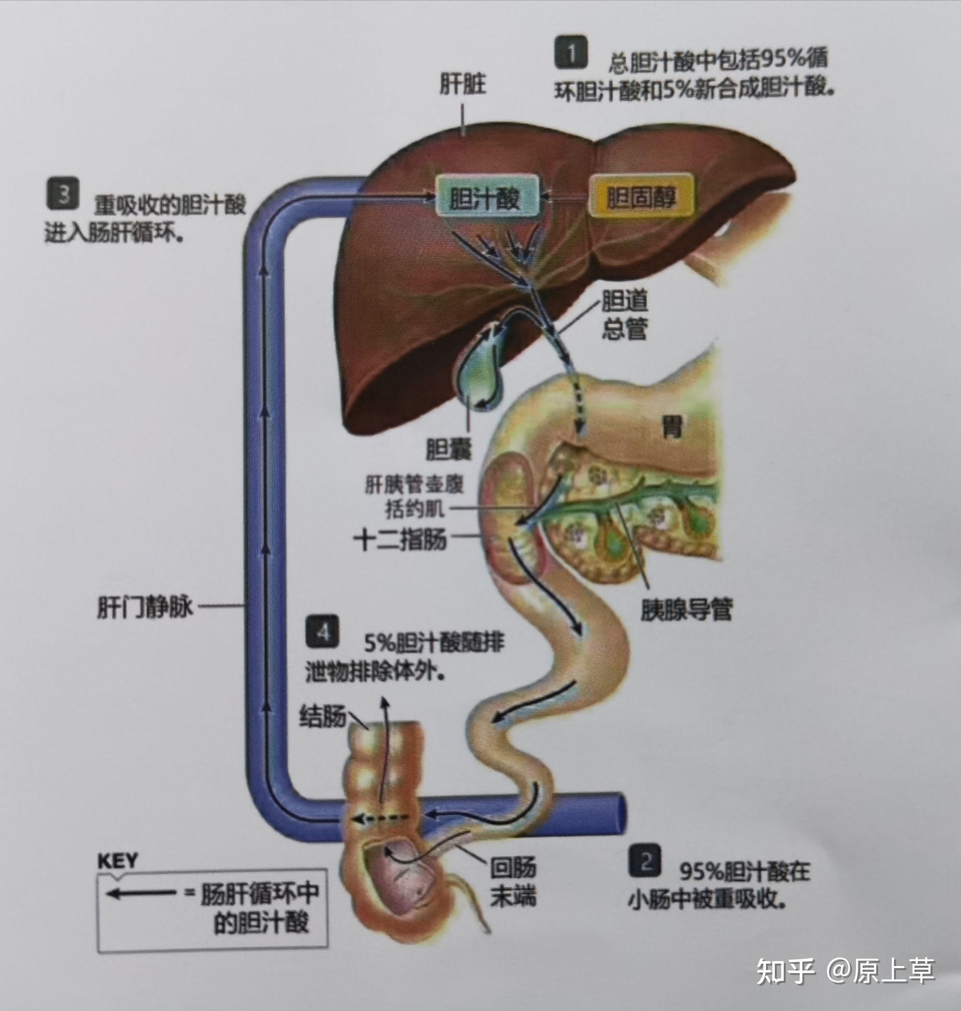 胆汁代谢过程图解图片