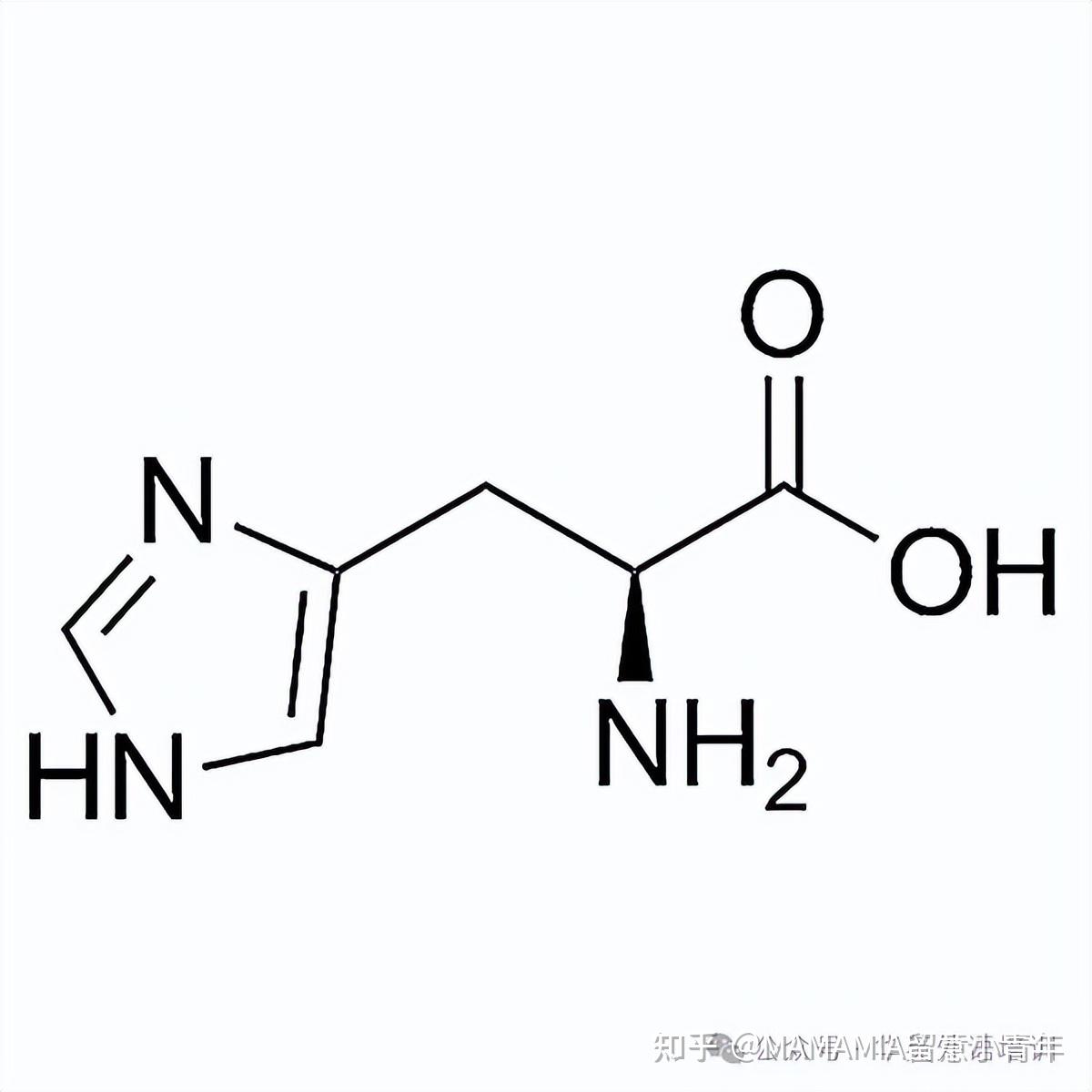 意大利语 | 意大利语工业生物技术词汇(20种常见氨基酸)