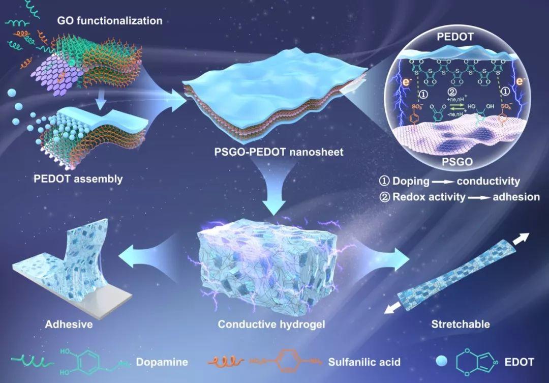 西南交大鲁雄团队《AFM》:仿贻贝氧化还原活性二维导电纳米片的导电粘附水凝胶 - 知乎