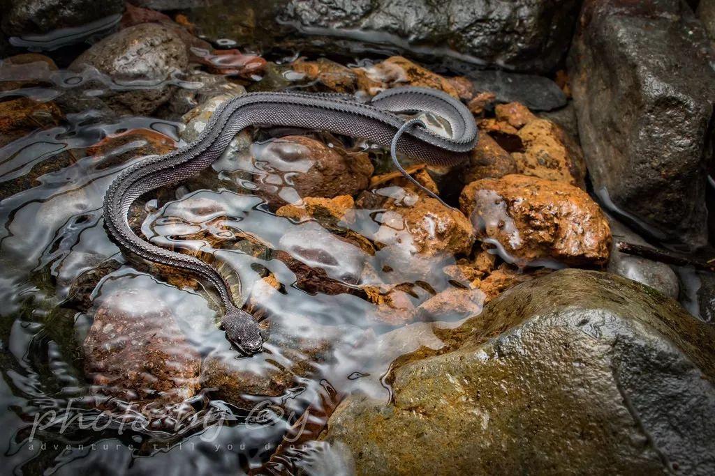 物种介绍爪哇闪皮蛇是你吗夜华白浅成婚了你怎么不在