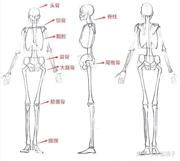 绘画入门 简单粗暴地带你认识人体骨骼和肌肉 学术 慎入 人体骨骼图全身 桃丽网