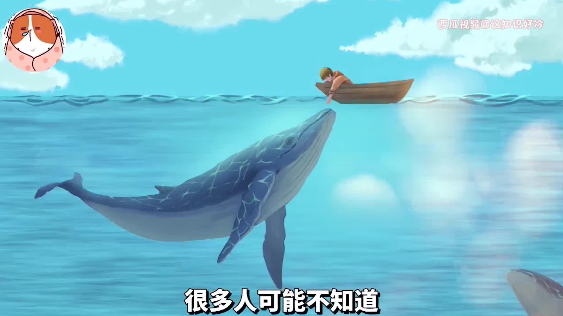 一"鲸落"万物生!一具尸体,如何让海洋循环系统存活数百年的?