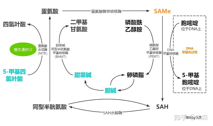 1.mthfr与叶酸代谢