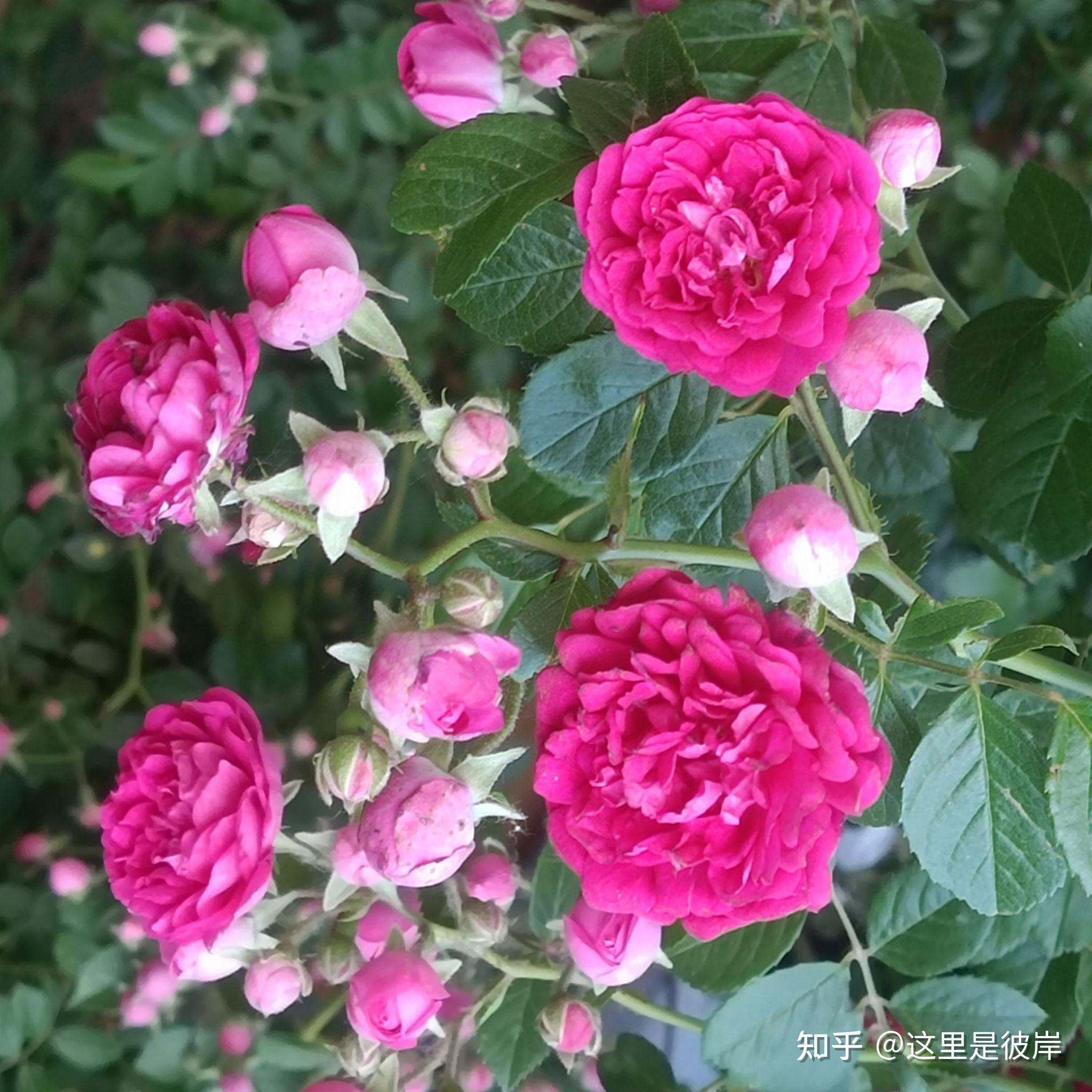 粉红色的百叶蔷薇开满园区 - 知乎