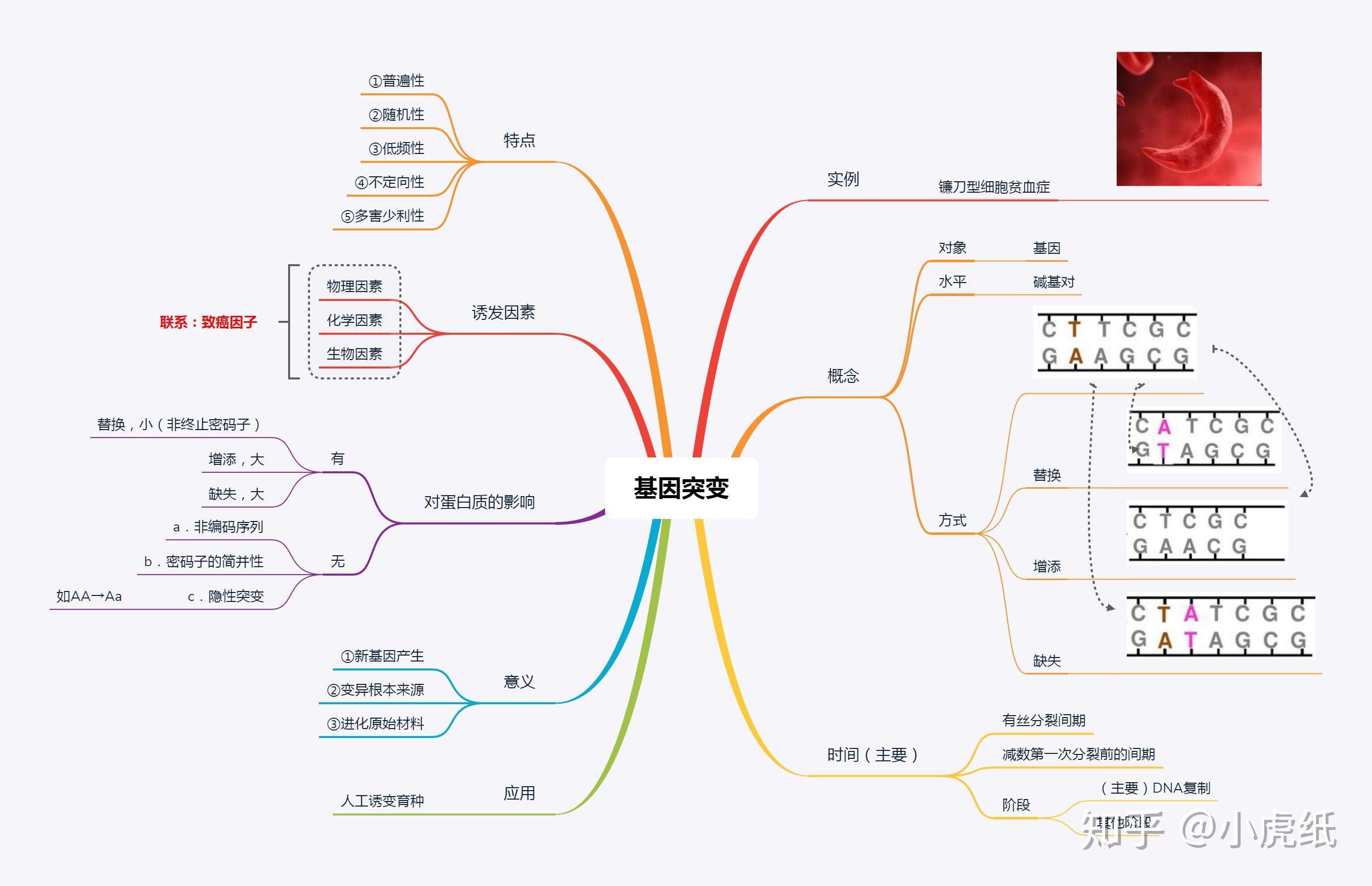 思維導圖工具對高中生物學習有用嗎