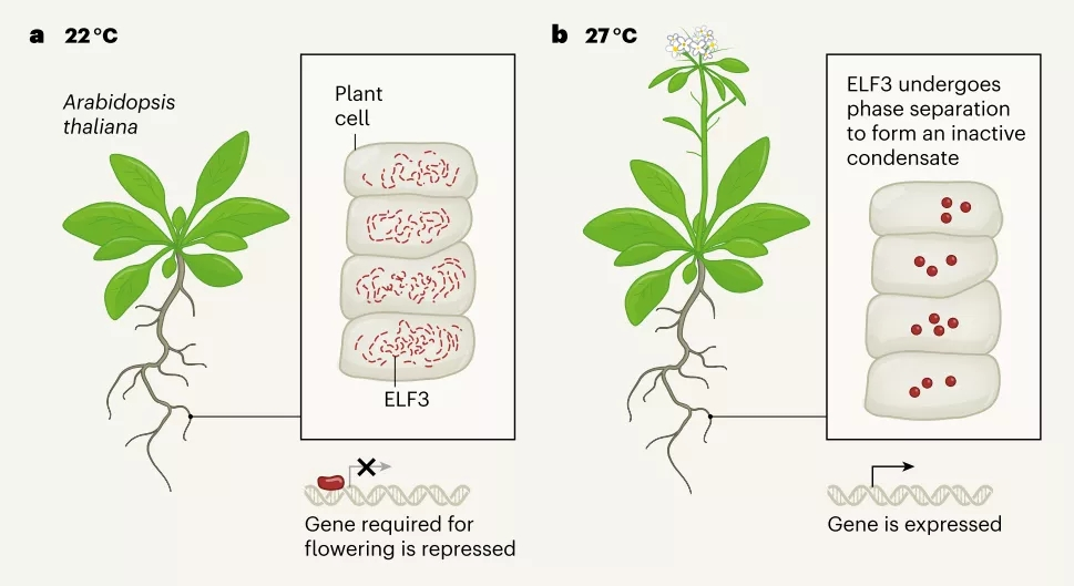 5篇cellnature论文报道相分离在植物中的功能