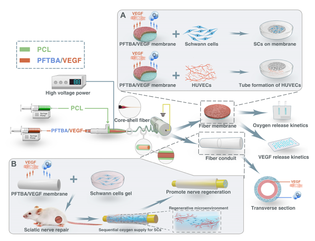 Biomaterials | 空军军医大学开发构建了新的供氧系统促进周围神经再生 - 知乎